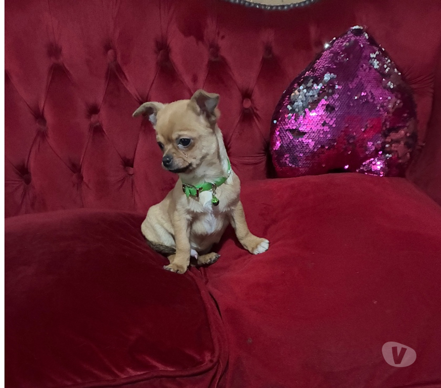 Gatos en Venta Santiago Maipú - Fotos de Chihuahua miniatura hijo de padres inscritos