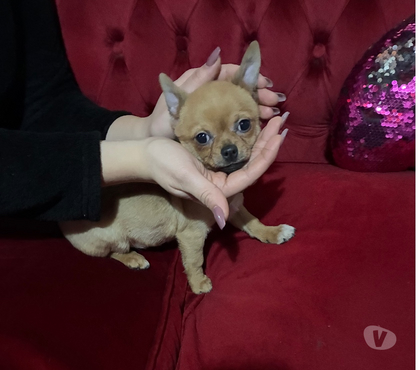 Mascotas en Venta Maipú Santiago - Fotos de Chihuahua miniatura hijo de padres inscritos