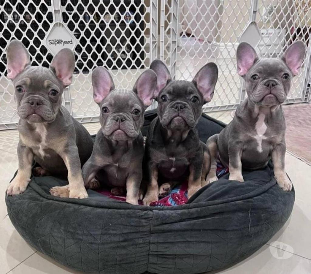 Gatos en Venta Los Andes Los Andes - Fotos de Bulldog francés machos y hembras disponibles