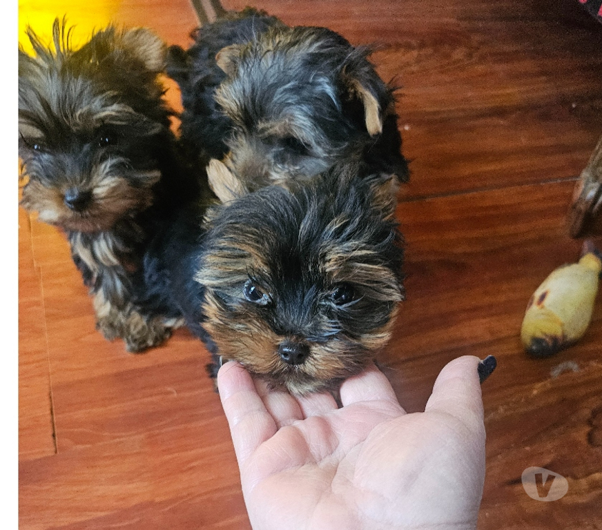 Gatos en Venta Santiago Pedro Aguirre Cerda - Fotos de Yorkshires pequeñitos