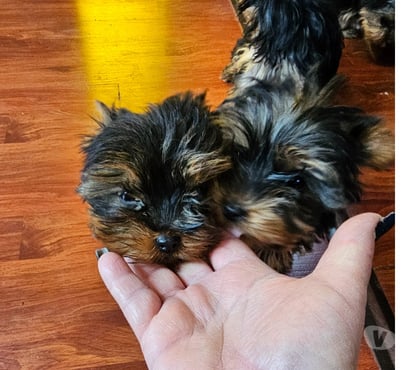 Mascotas en Venta Pedro Aguirre Cerda Santiago - Fotos de Yorkshires pequeñitos