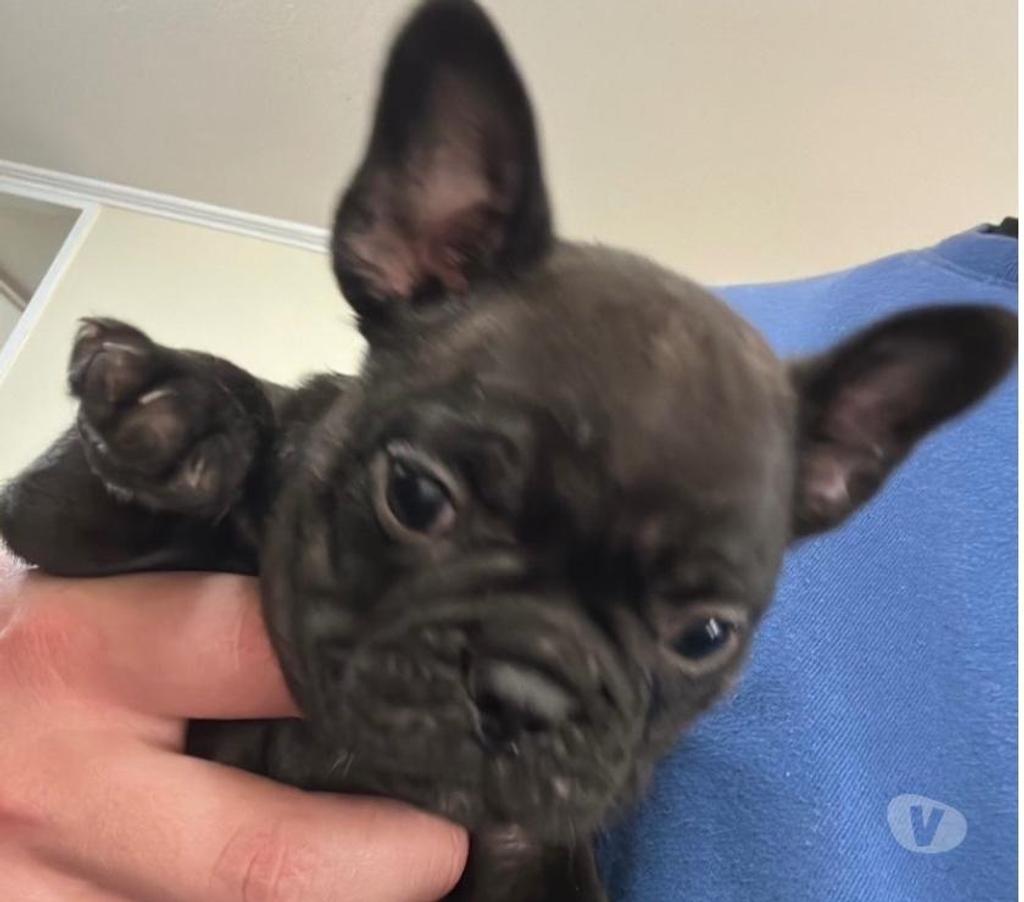Gatos en Venta Santiago Santiago - Fotos de Disponibles cachorros Bulldog Francés
