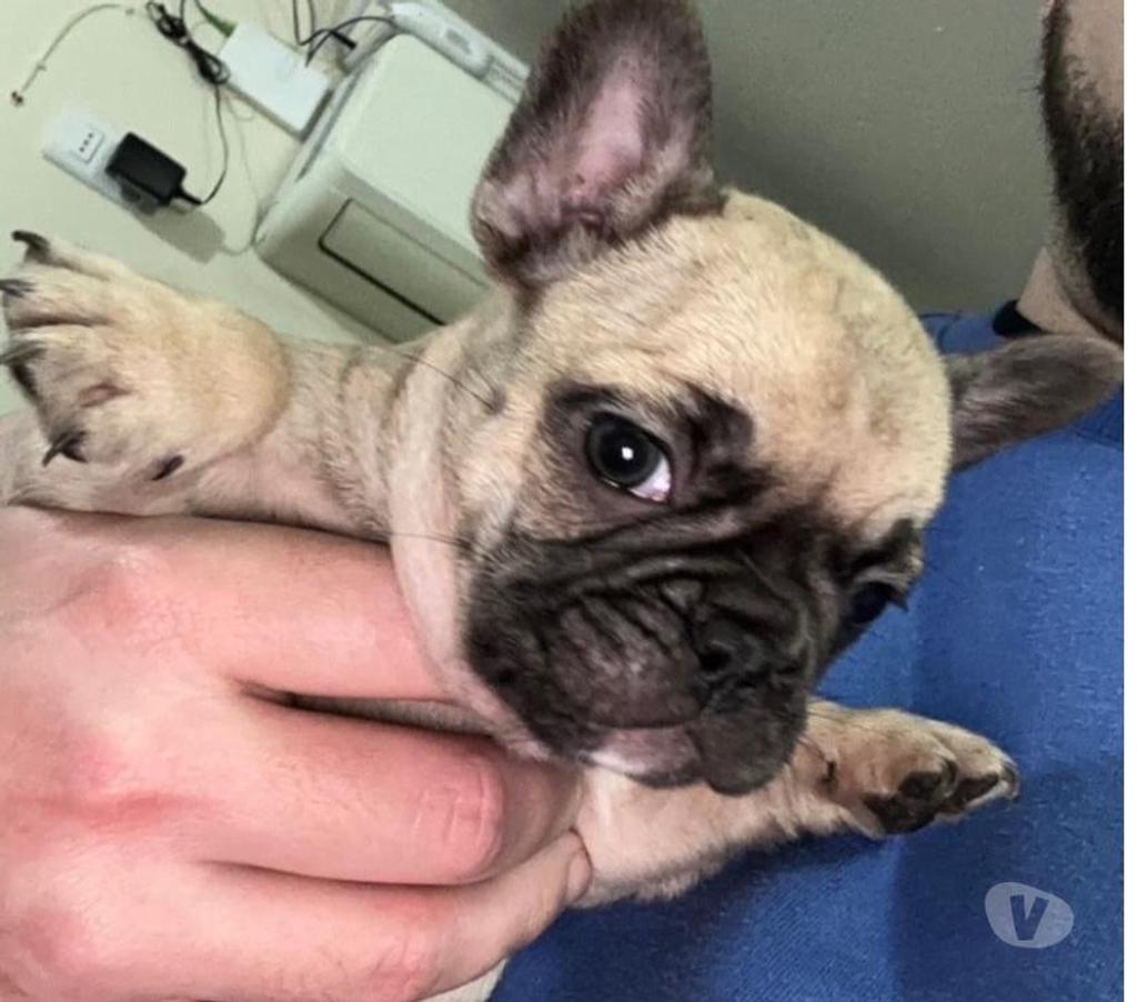 Gatos en Venta Santiago Santiago - Fotos de Disponibles cachorros Bulldog Francés