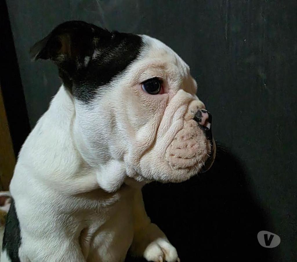 Gatos en Venta Cachapoal Rengo - Fotos de Cachorros Bulldog Inglés