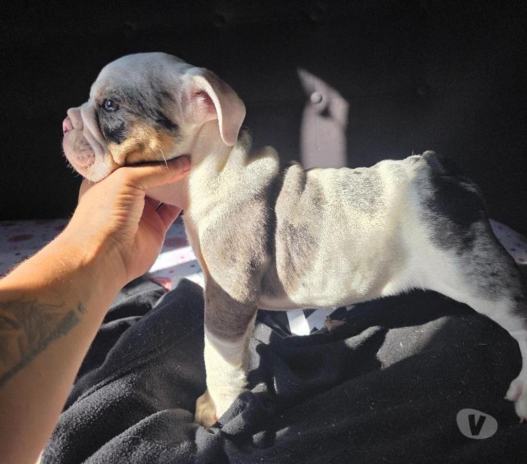 Gatos en Venta Cachapoal Rengo - Fotos de Cachorros Bulldog Inglés