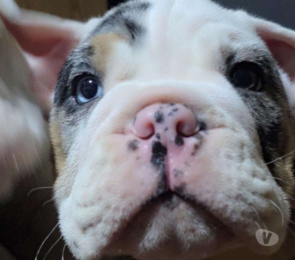 Gatos en Venta Cachapoal Rengo - Fotos de Cachorros Bulldog Inglés