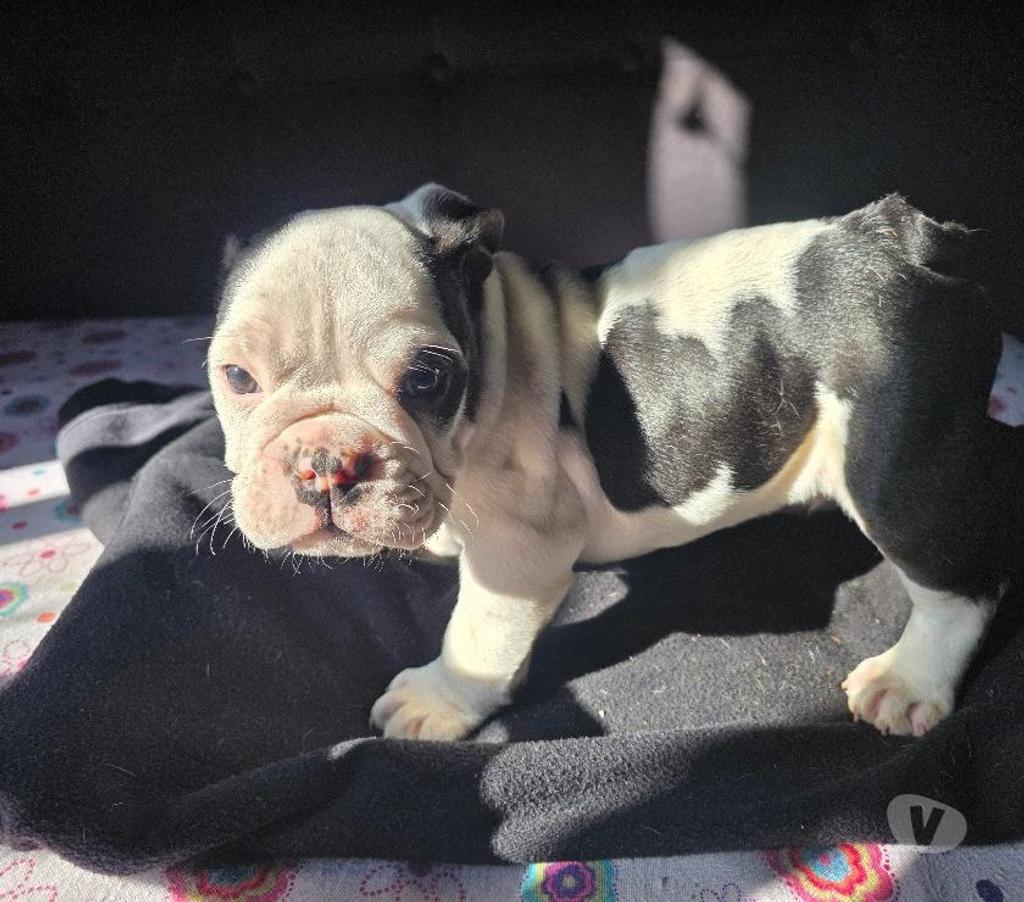 Gatos en Venta Cachapoal Rengo - Fotos de Cachorros Bulldog Inglés