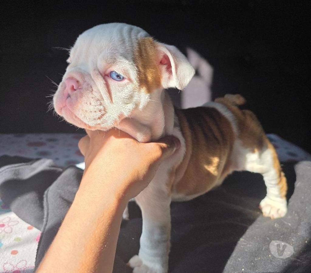 Gatos en Venta Cachapoal Rengo - Fotos de Cachorros Bulldog Inglés