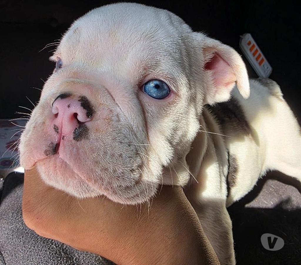 Gatos en Venta Cachapoal Rengo - Fotos de Cachorros Bulldog Inglés