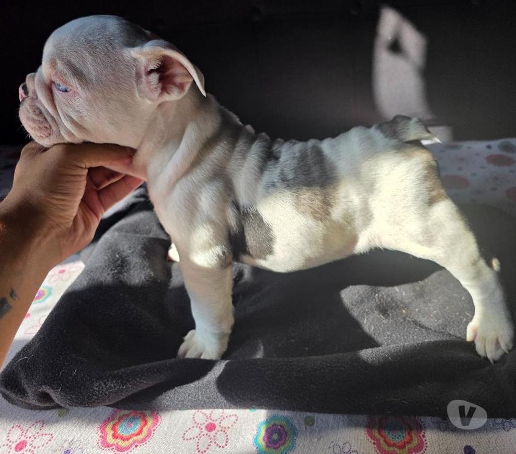 Gatos en Venta Cachapoal Rengo - Fotos de Cachorros Bulldog Inglés