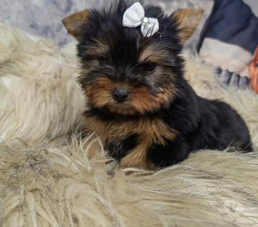 Gatos en Venta Santiago La Reina - Fotos de Cachorros Yorkshire mini 929232753