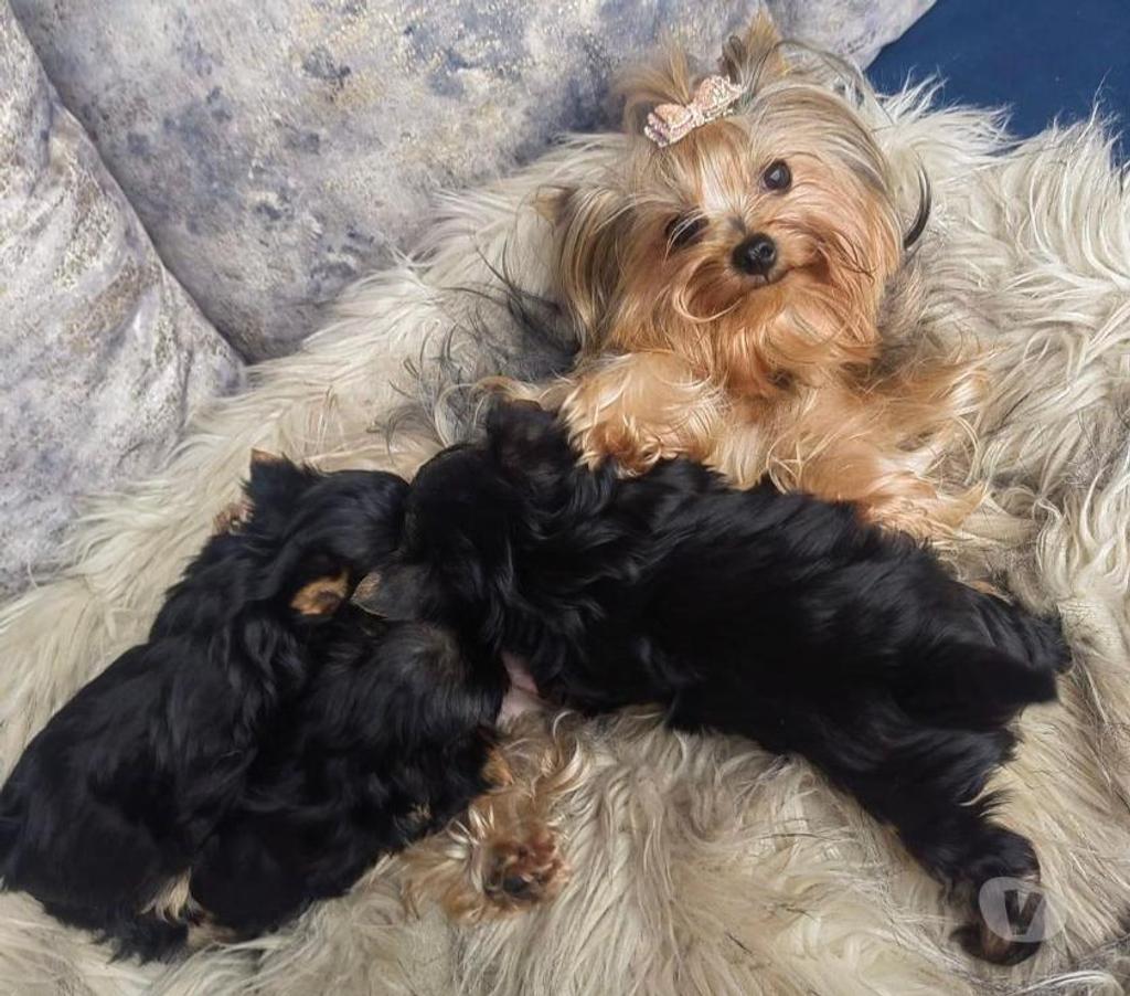 Gatos en Venta Santiago La Reina - Fotos de Cachorros Yorkshire mini 929232753