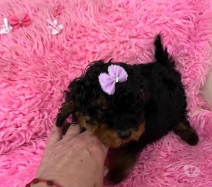 Gatos en Venta Maipú Santiago - Fotos de Hermosa Poodle toy