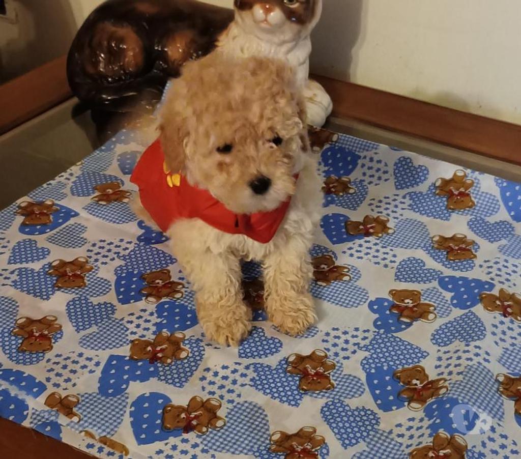 Gatos en Venta Valparaíso Villa Alemana - Fotos de Bellísimos cachorritos Poodle