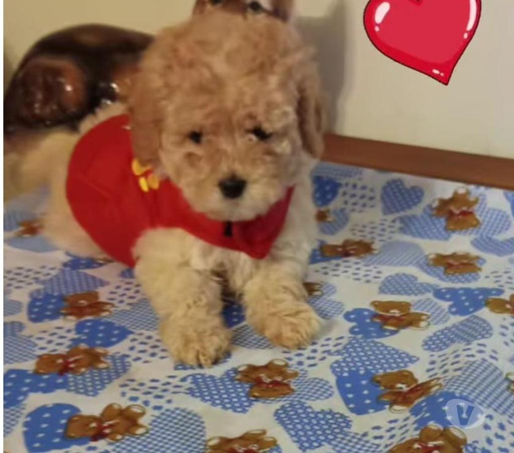 Gatos en Venta Valparaíso Villa Alemana - Fotos de Bellísimos cachorritos Poodle