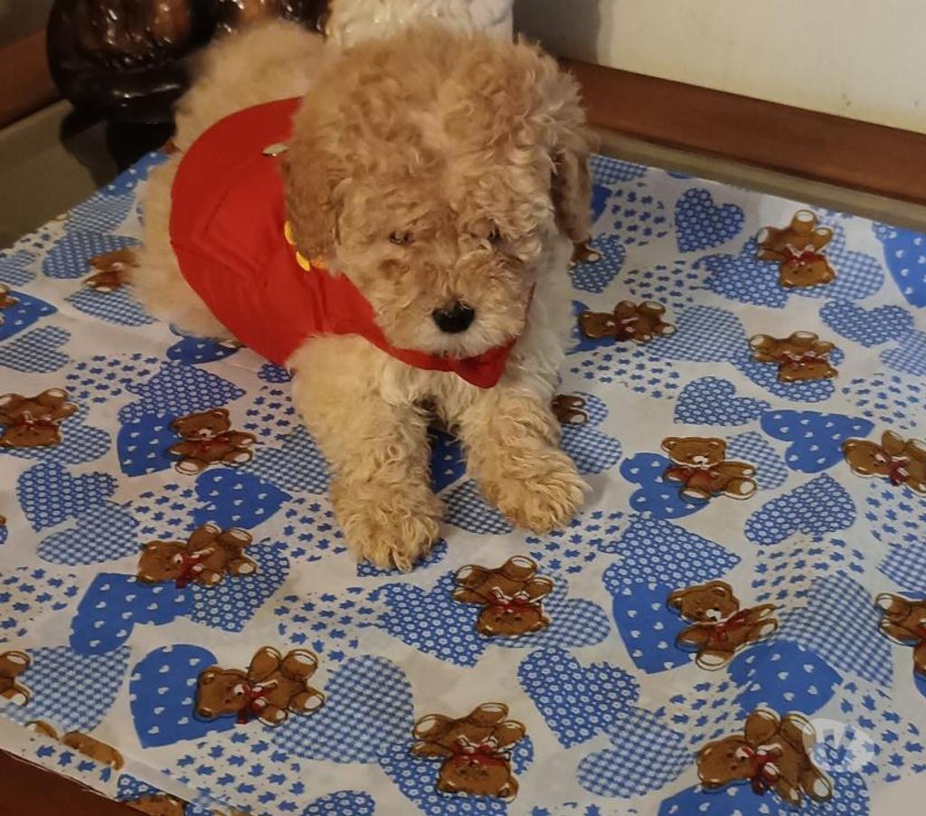 Gatos en Venta Valparaíso Villa Alemana - Fotos de Bellísimos cachorritos Poodle