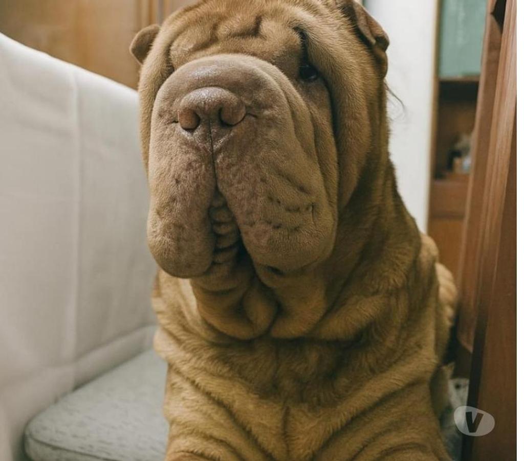 Gatos en Venta Llanquihue Puerto Montt - Fotos de Hermosos cachorros Shar pei