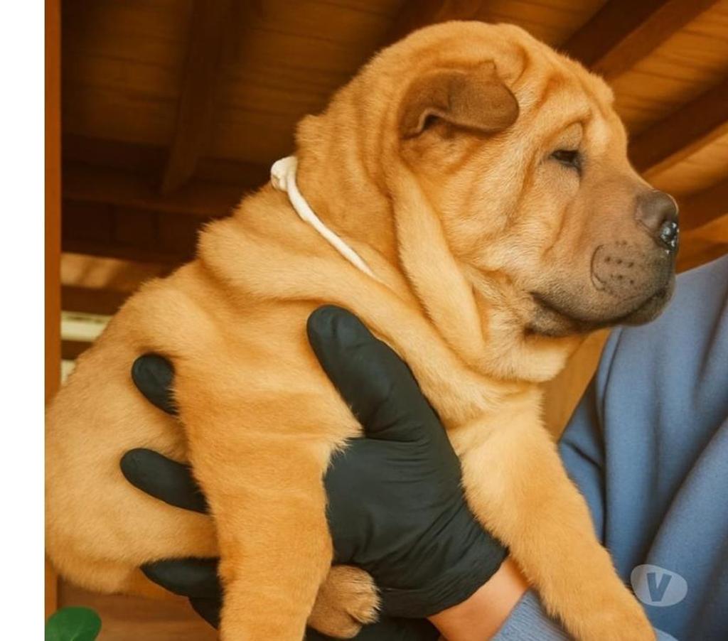 Gatos en Venta Llanquihue Puerto Montt - Fotos de Hermosos cachorros Shar pei