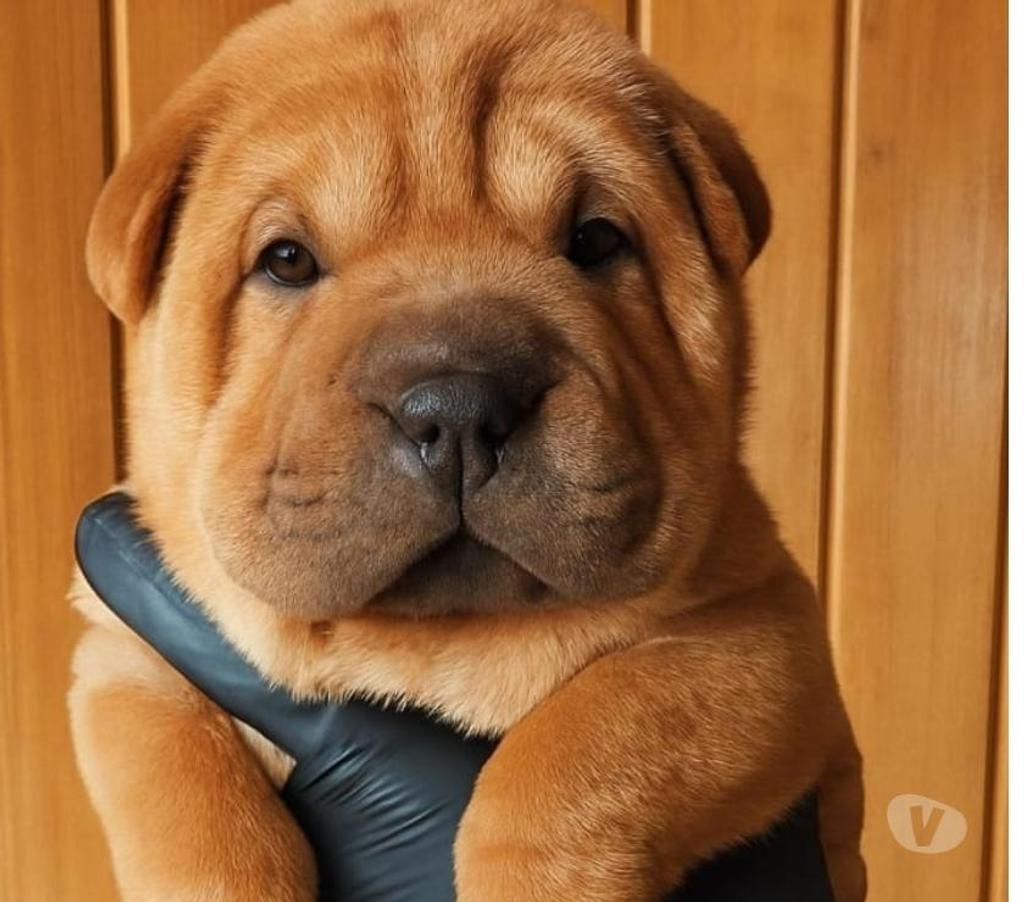 Gatos en Venta Llanquihue Puerto Montt - Fotos de Hermosos cachorros Shar pei