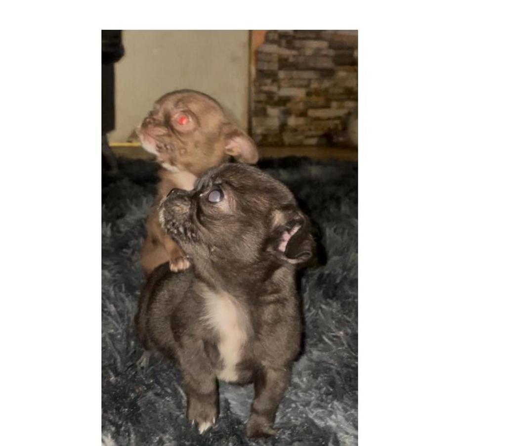 Gatos en Venta Maipo San Bernardo - Fotos de Chihuahuas mini toys