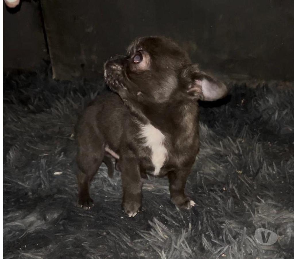 Gatos en Venta Maipo San Bernardo - Fotos de Chihuahuas mini toys