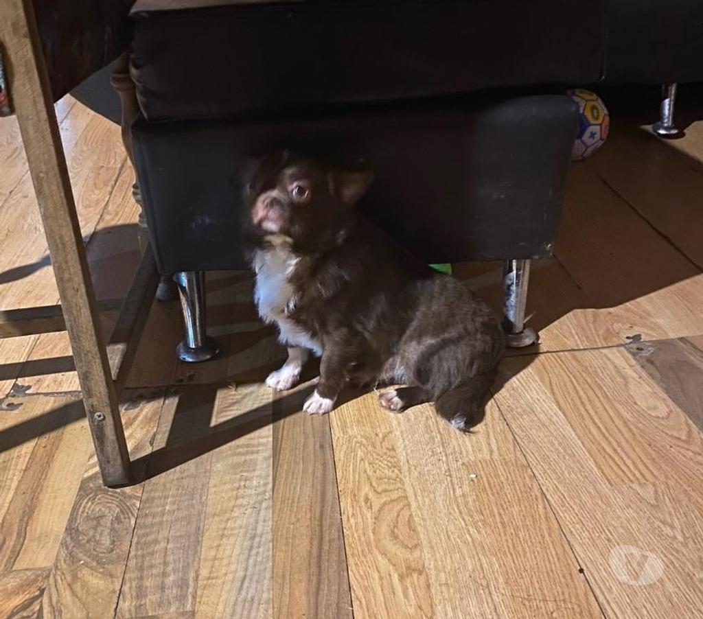 Gatos en Venta Maipo San Bernardo - Fotos de Chihuahuas mini toys