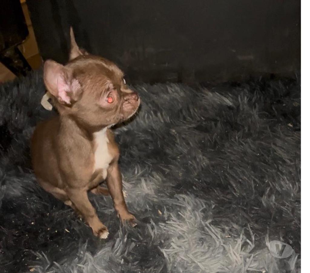 Gatos en Venta Maipo San Bernardo - Fotos de Chihuahuas mini toys
