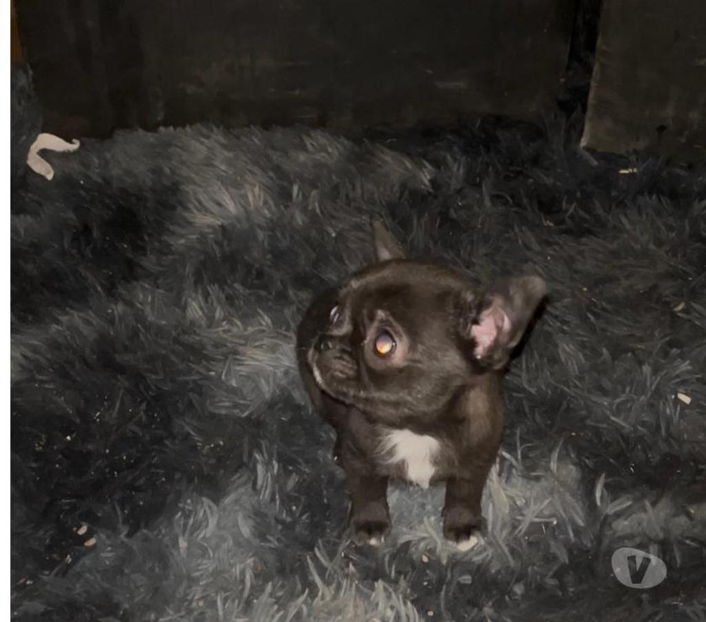 Gatos en Venta Maipo San Bernardo - Fotos de Chihuahuas mini toys