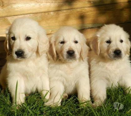 Venta de Mascotas Estación Central Santiago - Fotos de Golden retriever 180
