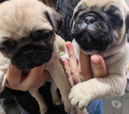 Gatos en Venta Quilpué Valparaíso - Fotos de Hermosos cachorros pug