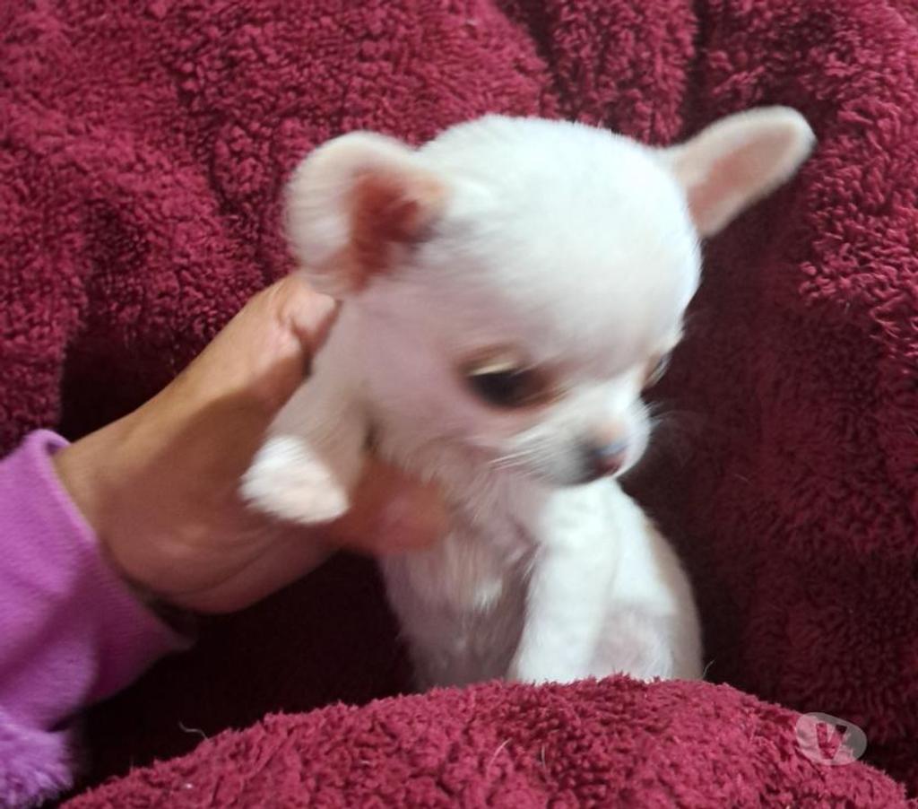 Gatos en Venta Maipo Buin - Fotos de Chihuahua macho cabeza de manzana minitoy