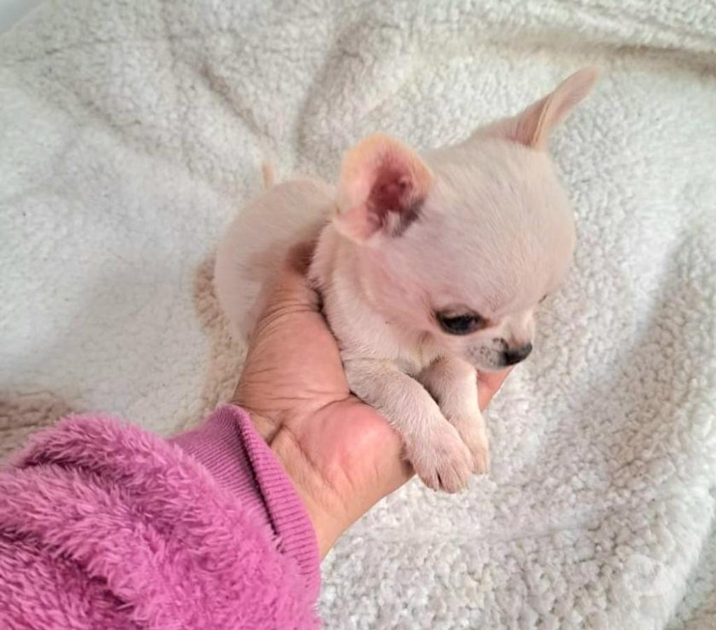 Gatos en Venta Maipo Buin - Fotos de Chihuahua macho cabeza de manzana minitoy