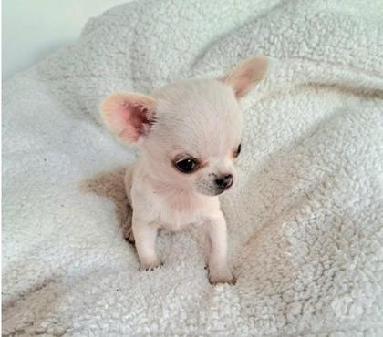 Perros en Venta Buin Maipo - Fotos de Chihuahua macho cabeza de manzana minitoy