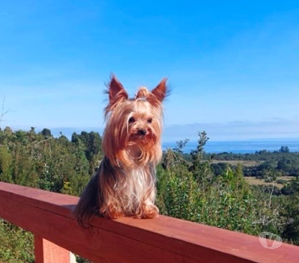 Gatos en Venta Llanquihue Puerto Montt - Fotos de Cachorros Yorkshire Miniatura en Puerto Montt $450.000