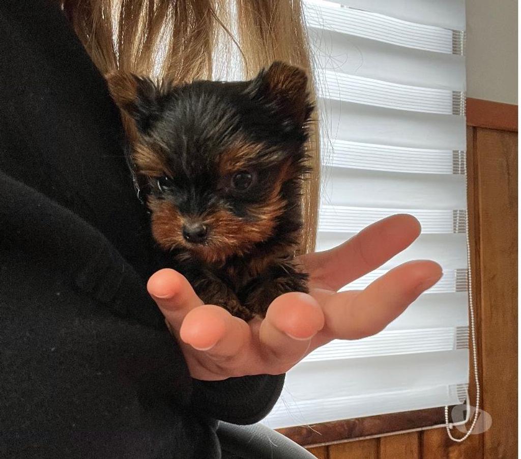 Gatos en Venta Llanquihue Puerto Montt - Fotos de Cachorros Yorkshire Miniatura en Puerto Montt $450.000