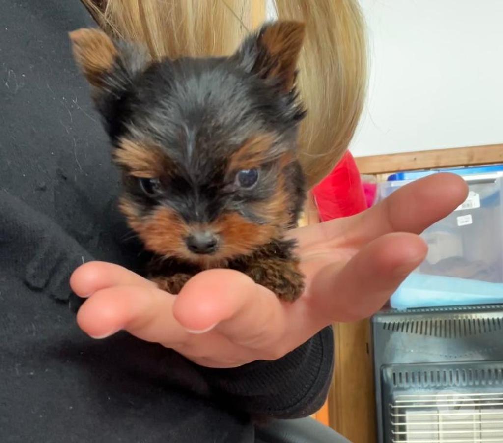 Gatos en Venta Llanquihue Puerto Montt - Fotos de Cachorros Yorkshire Miniatura en Puerto Montt $450.000