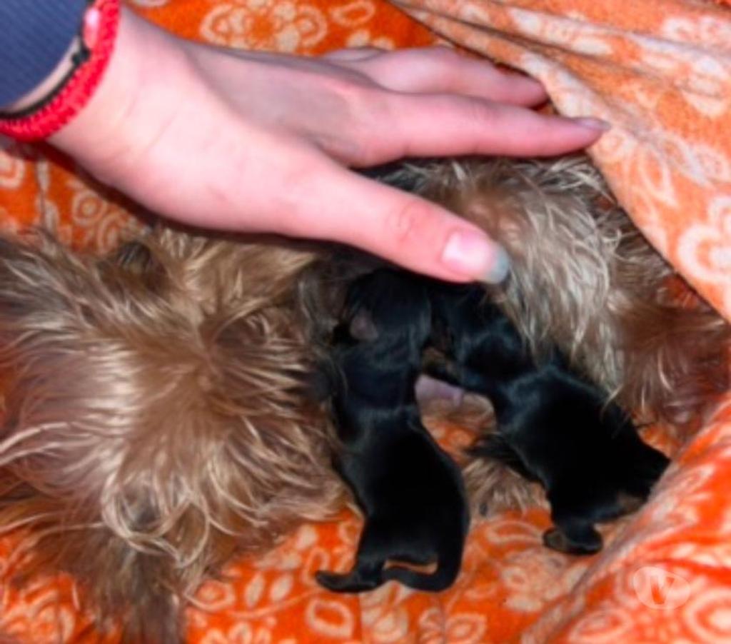 Gatos en Venta Llanquihue Puerto Montt - Fotos de Cachorros Yorkshire Miniatura en Puerto Montt $450.000