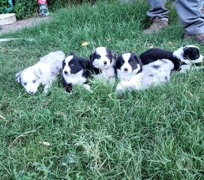 Gatos en Venta Buin Maipo - Fotos de Hermosos cachorros border collie listos para entrega