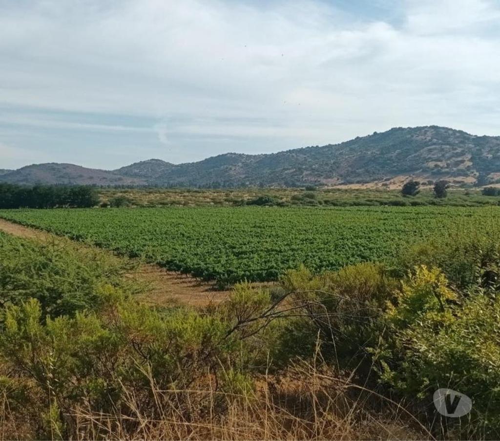Venta de Haciendas Curicó Molina - Fotos de Campo de 63 hás en Molina con Cerezas y Viñas