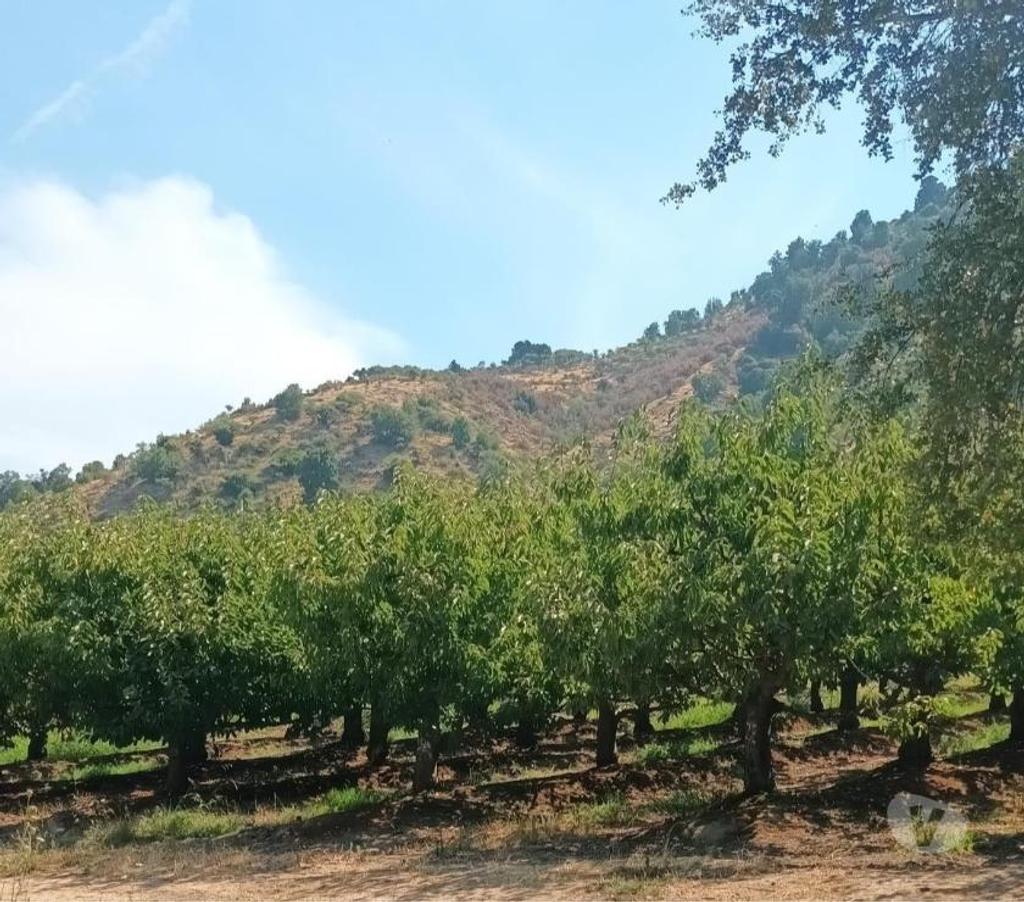 Venta de Haciendas Curicó Molina - Fotos de Campo de 63 hás en Molina con Cerezas y Viñas
