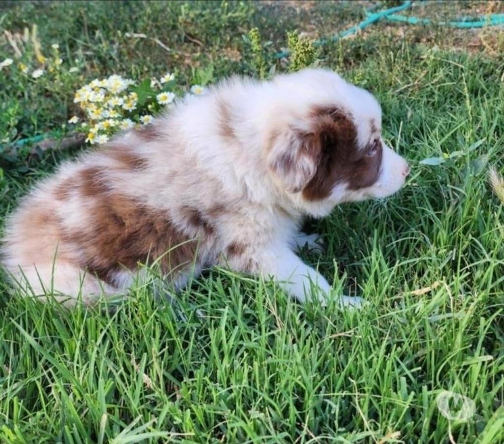 Gatos en Venta Maipo Buin - Fotos de Cachorros border collie blue merle y red merle