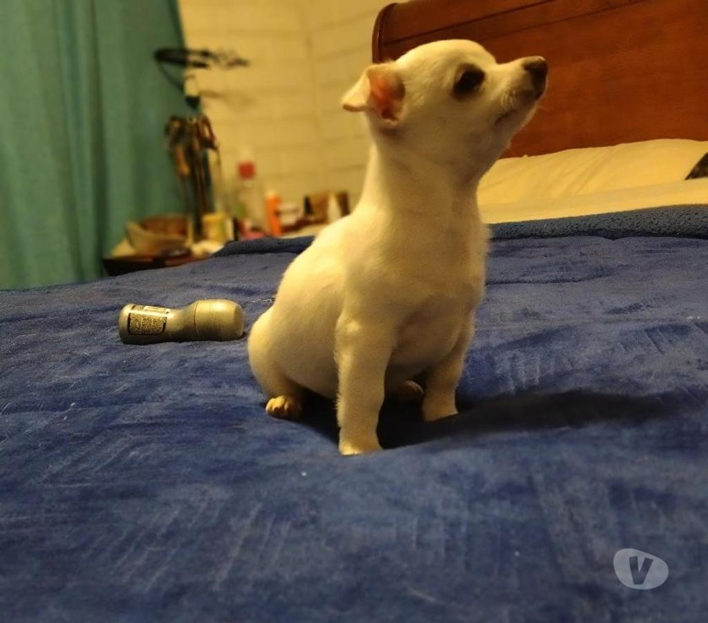 Gatos en Venta Cordillera Puente Alto - Fotos de Chihuahua cabeza de manzana