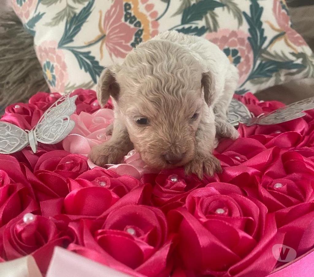 Gatos en Venta Chacabuco Lampa - Fotos de Poodle toy apricot hembra