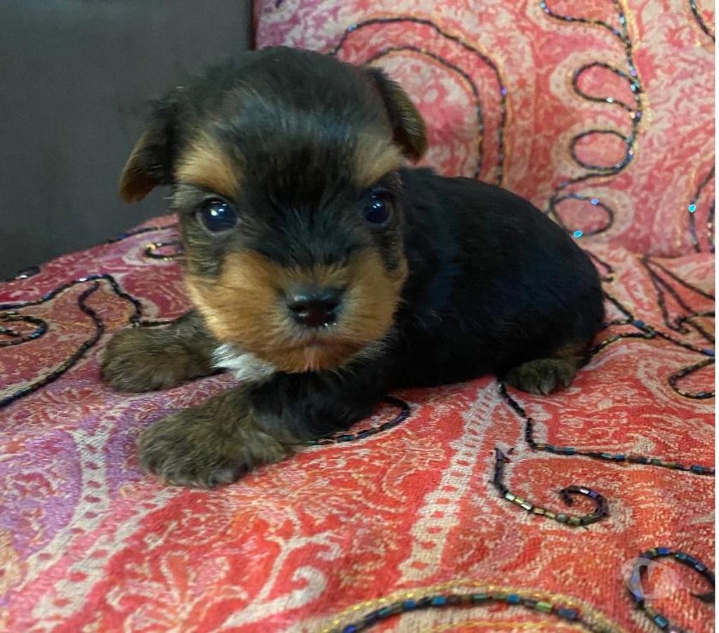 Gatos en Venta Santiago Conchalí - Fotos de Yorkshire mini machos