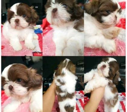Mascotas en Chile Concepción Concepción - Fotos de Shih tzu bellísimos