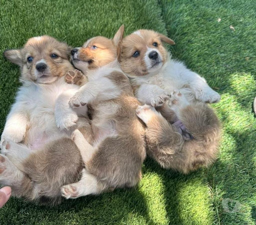 Gatos en Venta Concepción Concepción - Fotos de 2 h y 1 m corgi