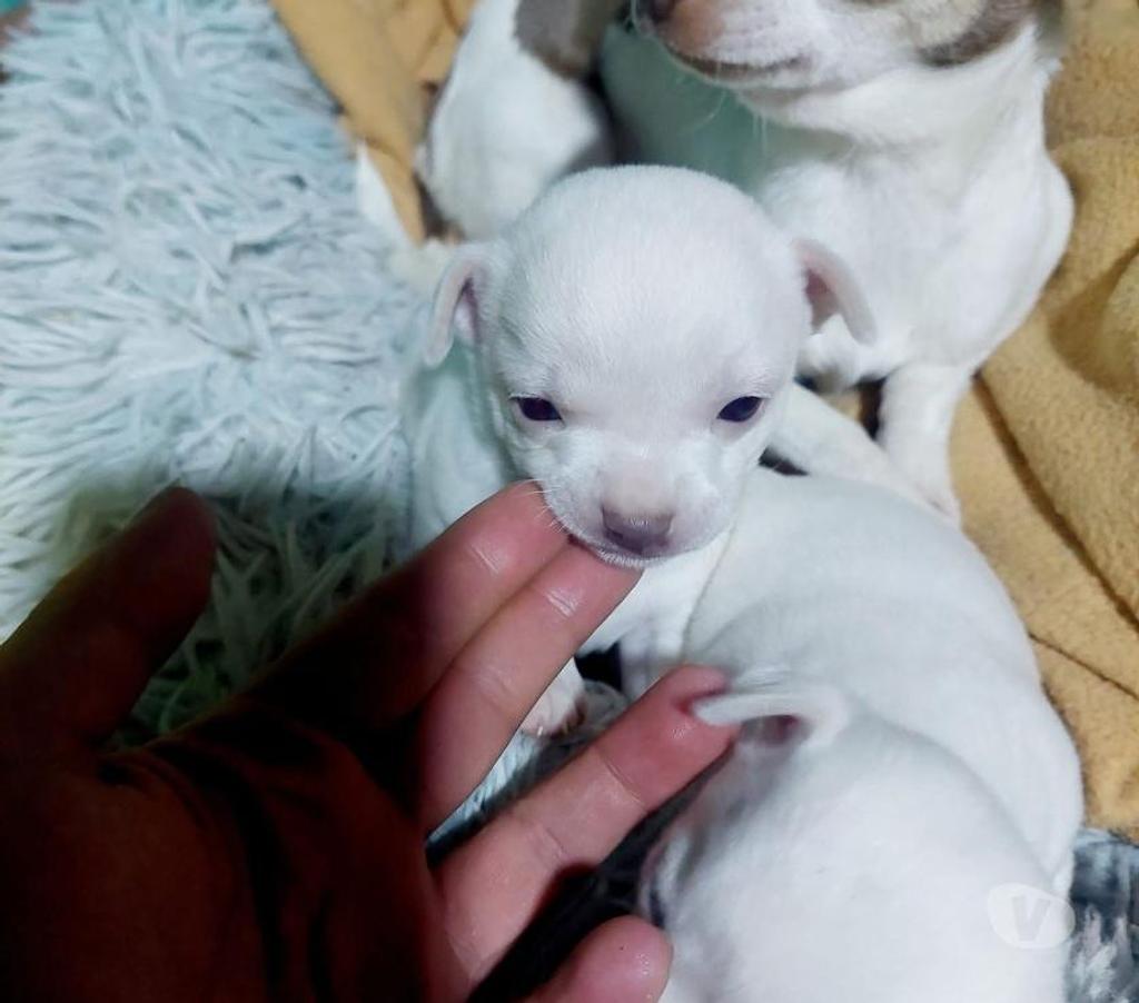 Gatos en Venta Antofagasta Antofagasta - Fotos de Chihuahua blancos