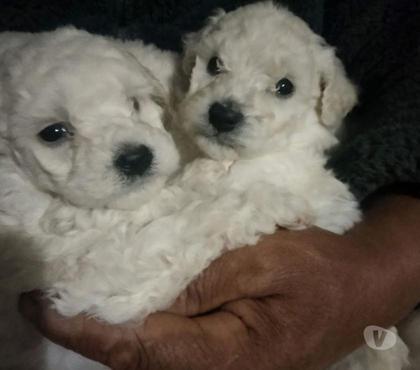 Gatos en Venta Antofagasta Antofagasta - Fotos de Poodle toy hermosos