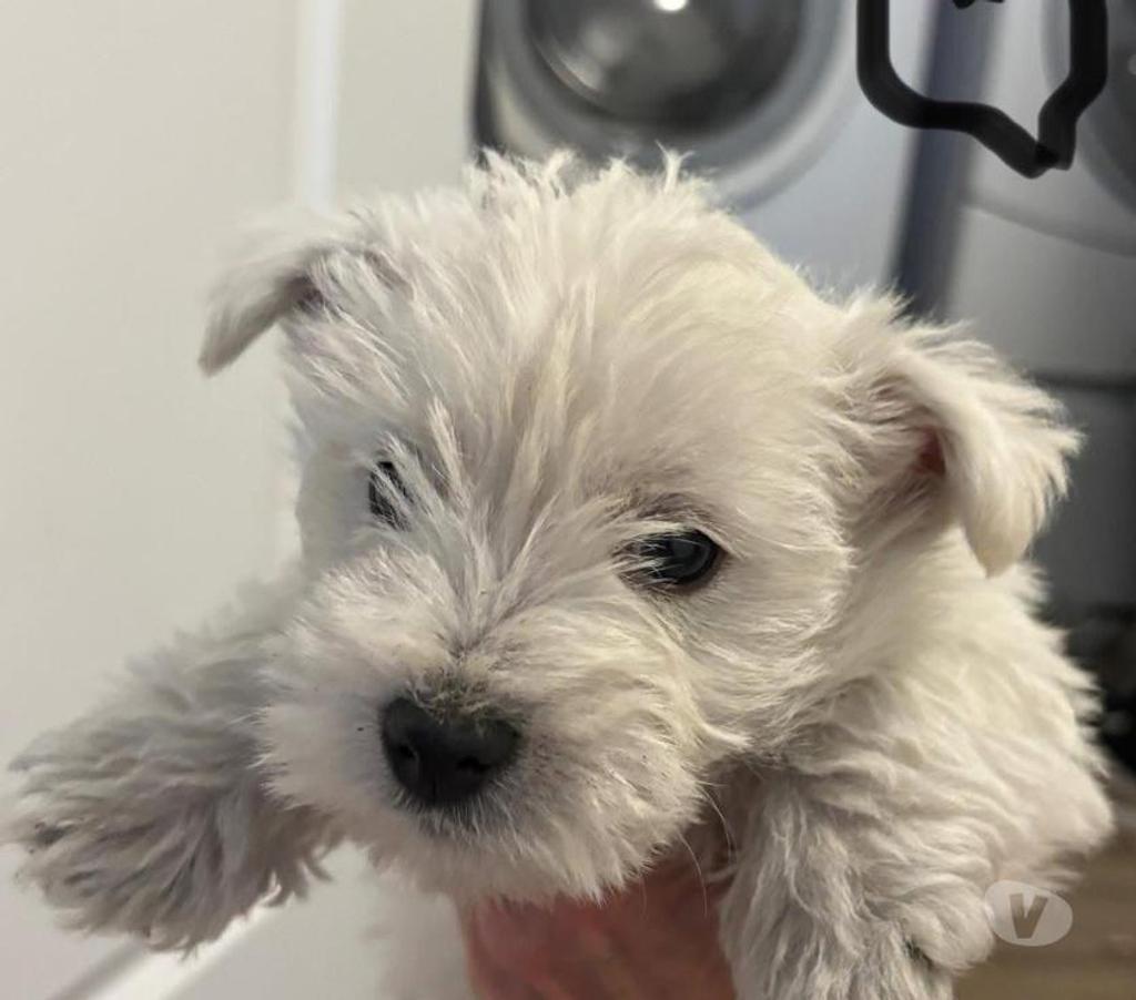 Gatos en Venta Santiago Santiago - Fotos de West lindos cachorros