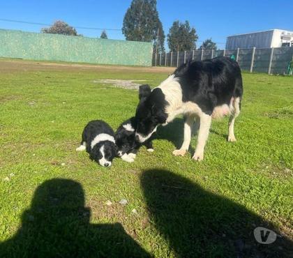 Perros en Venta Santiago Santiago - Fotos de Border collie lindo